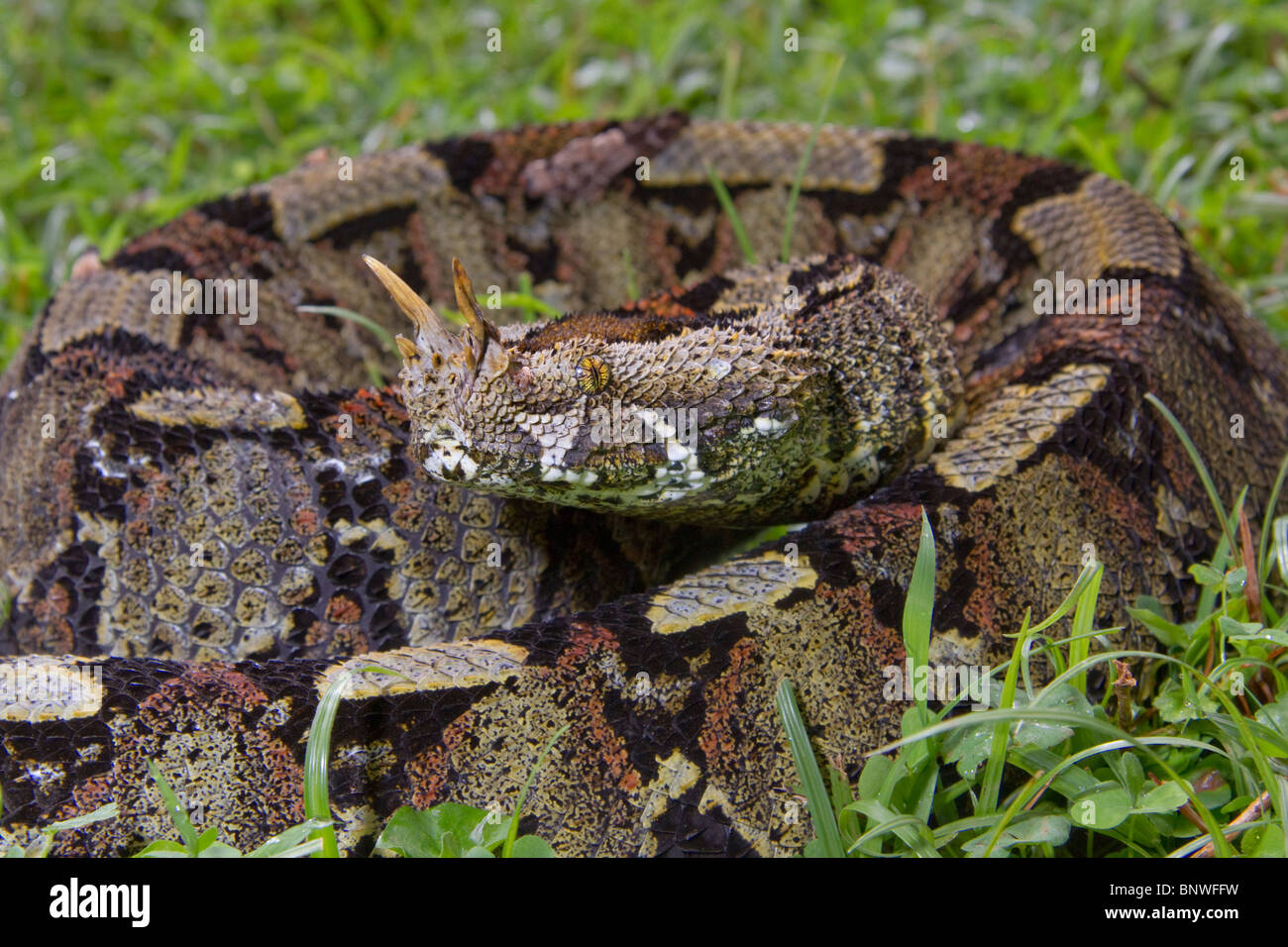 Rinoceros viper (Bitis nasicornis), Kenya occidentale Foto Stock