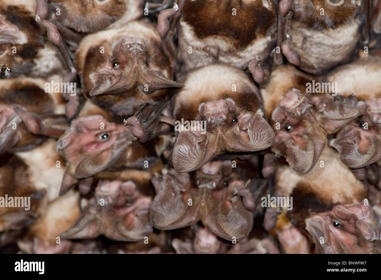 Una colonia di grandi zattini a coda libera (Otomops harrisoni) nella grotta, nel Kenya centrale. Foto Stock