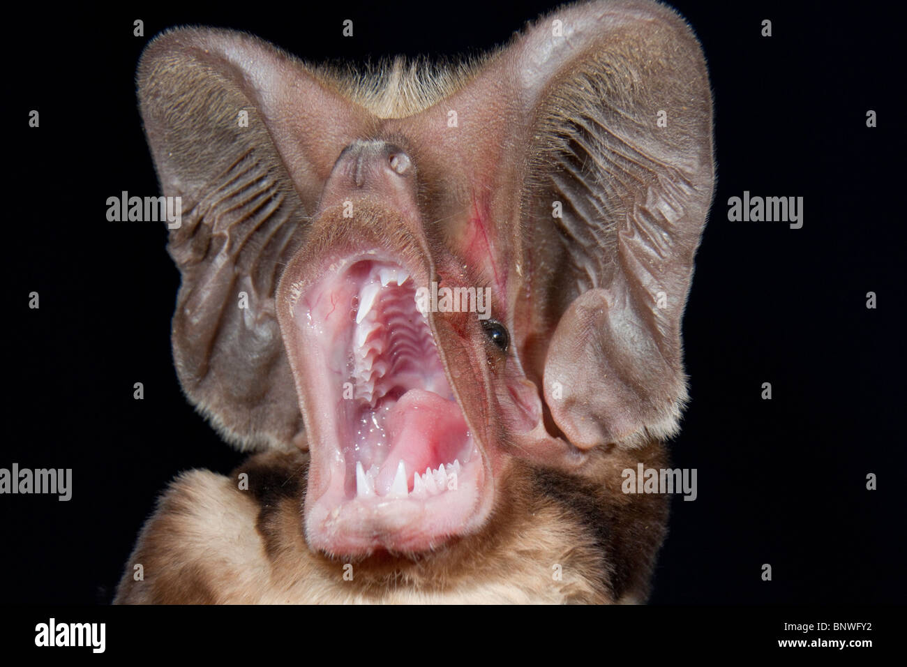 Ritratto del bat a coda libera di Harrison dalle grandi orecchie (Otomops harrisoni), Kenya centrale. Foto Stock