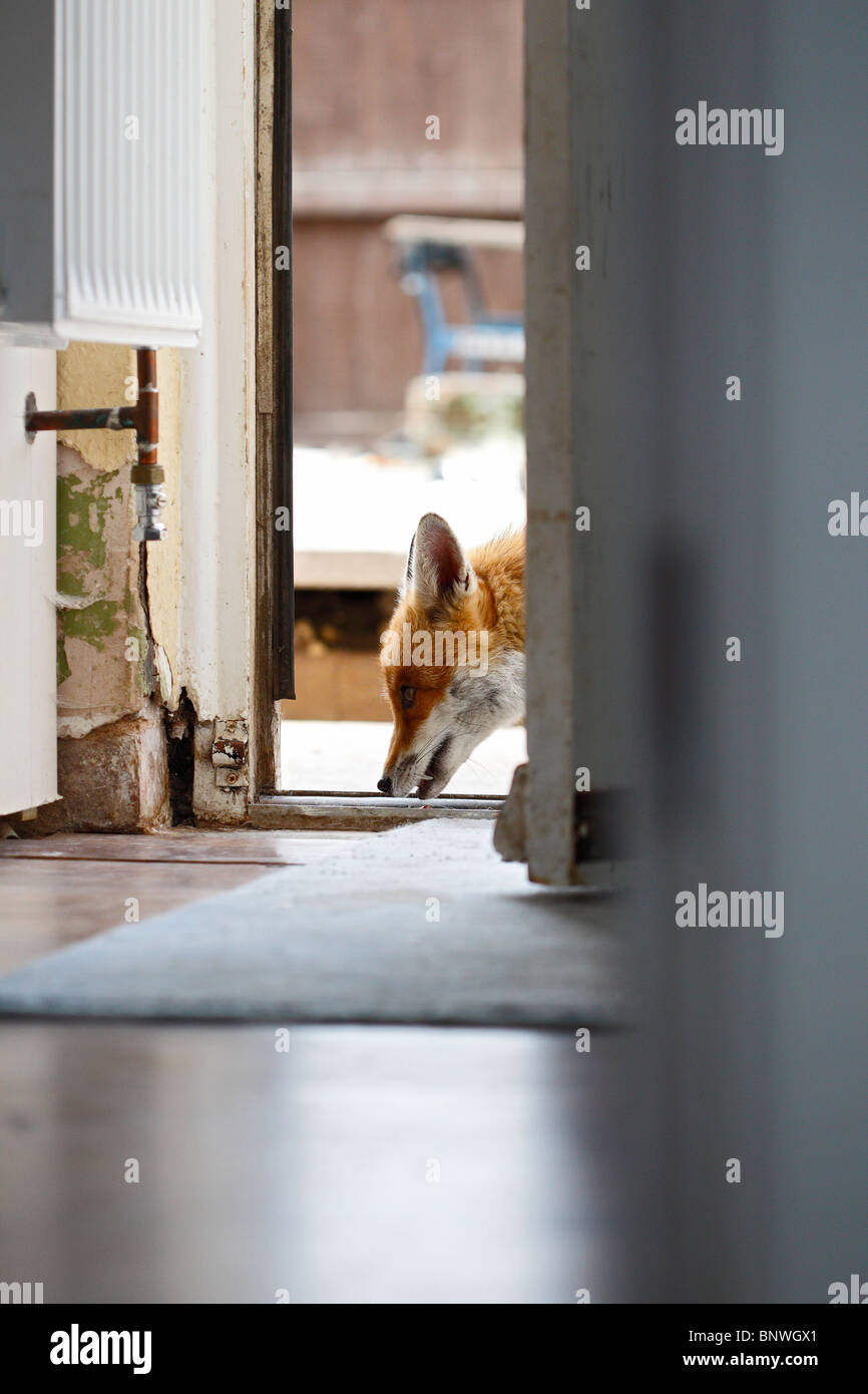 Red Fox (Vulpes vulpes vulpes) vixen dalla porta posteriore Foto Stock