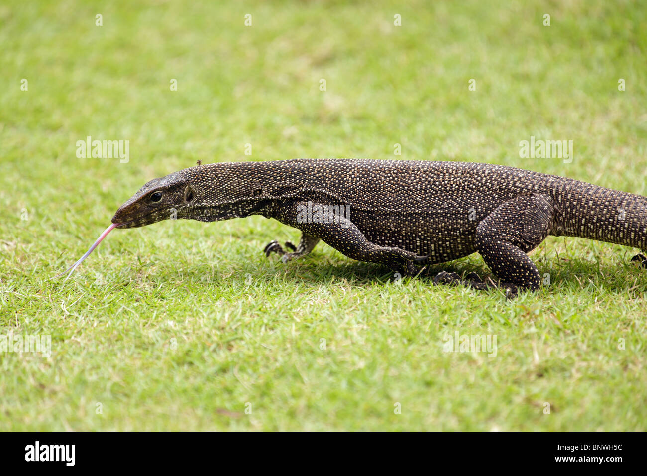 Ampio monitor lizard varan camminando su erba, Malaysia Foto Stock