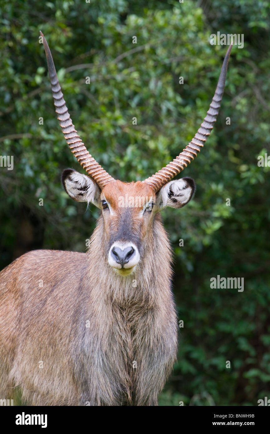 Ritratto di vimini (Kobus ellissiprymnus), Monte Elgon, Kenya. Foto Stock