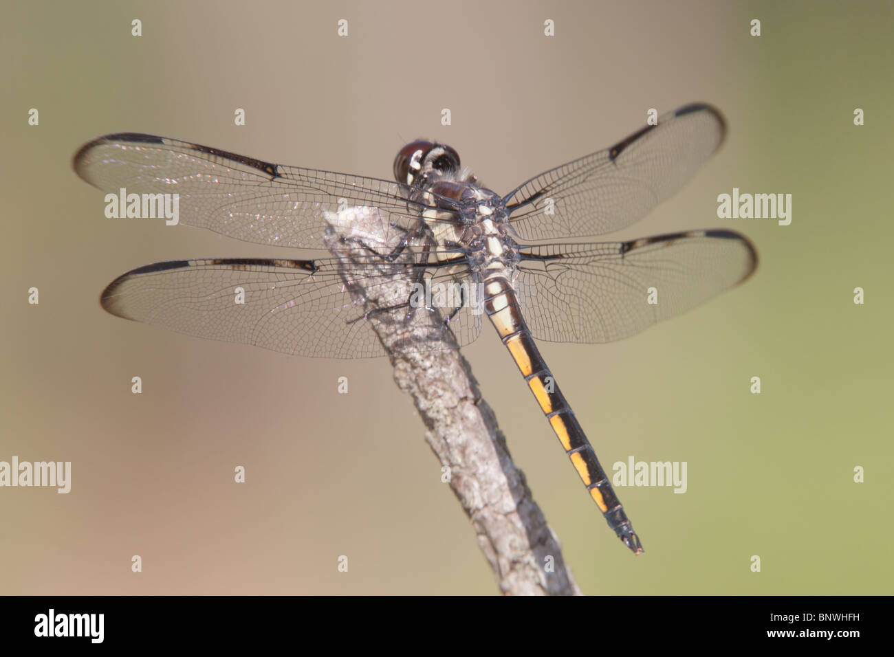 Bar-alato (Skimmer Libellula axilena) Dragonfly - bambino maschio Foto Stock