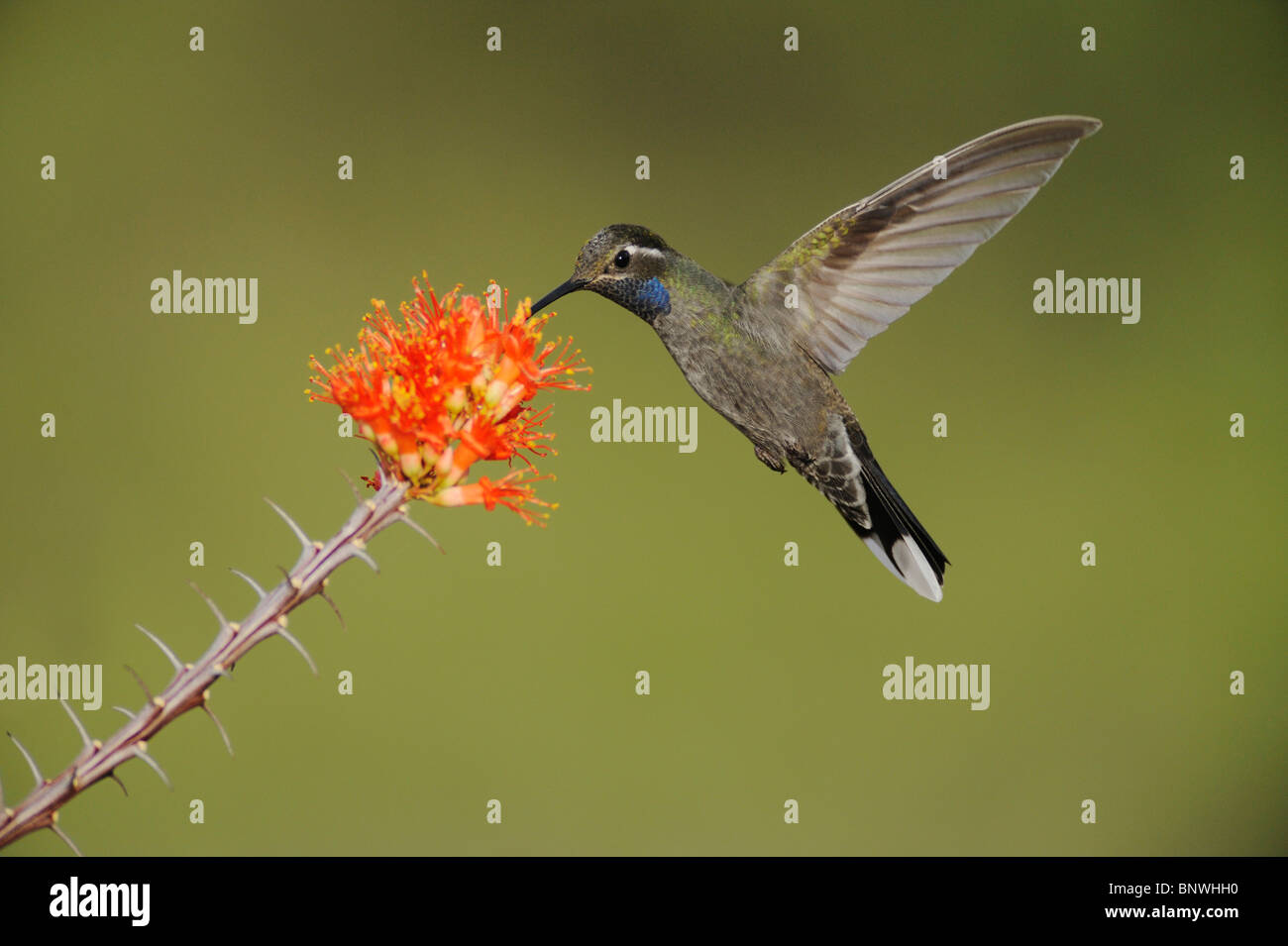 Blu-throated Hummingbird (lampornis clemenciae), maschio alimentazione su blooming Ocotillo, parco nazionale di Big Bend, Texas Foto Stock