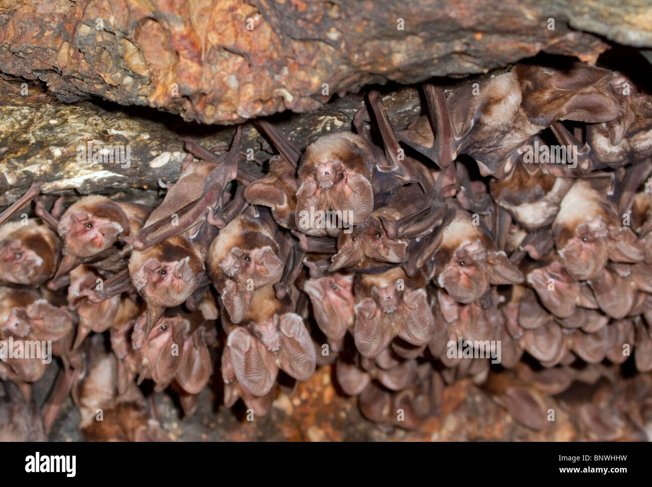 Una colonia di grandi zattini a coda libera (Otomops harrisoni) nella grotta, nel Kenya centrale. Foto Stock