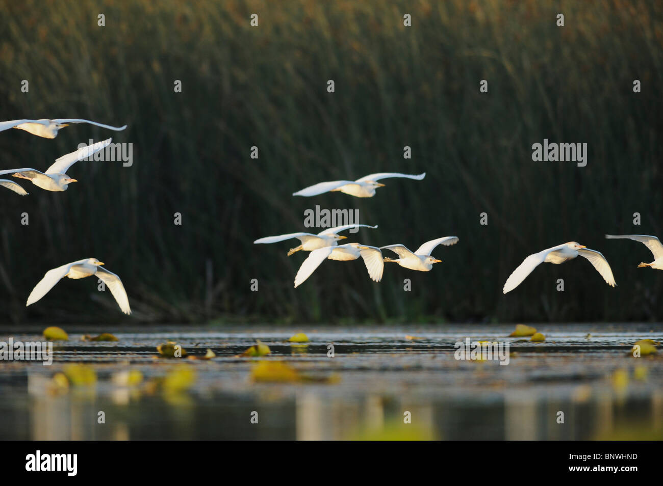 Airone guardabuoi (Bubulcus ibis), gregge in volo, Fennessey Ranch, Refugio, Coastal Bend, costa del Texas, Stati Uniti d'America Foto Stock