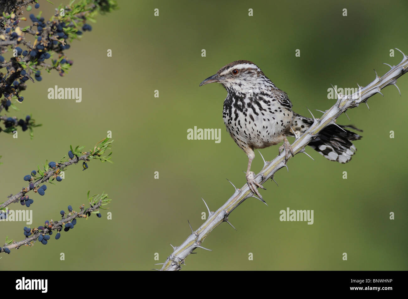 Cactus Wren (Campylorhynchus brunneicapillus), Adulto, Monti Chisos, parco nazionale di Big Bend, deserto del Chihuahuan, Texas Foto Stock