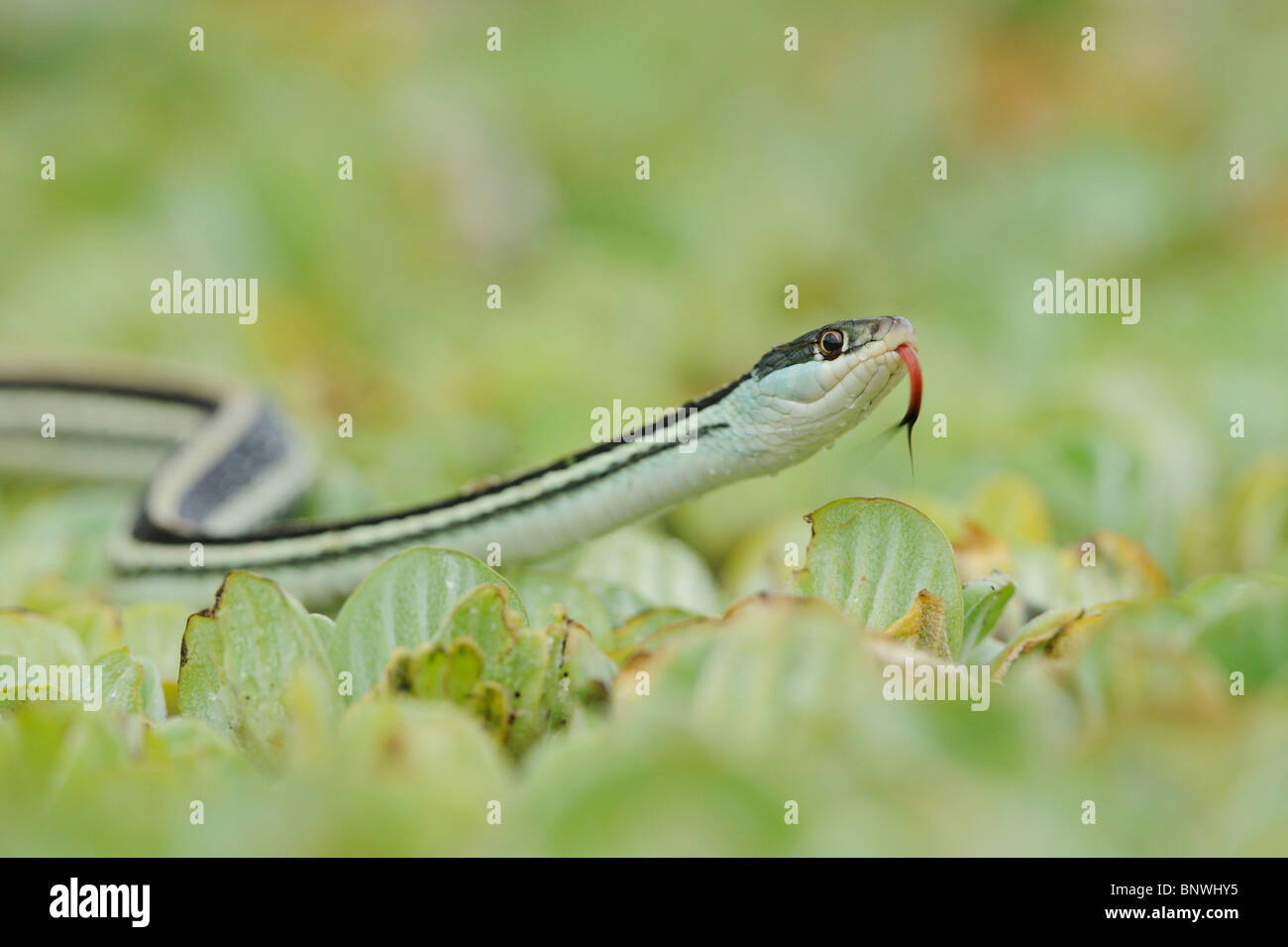 Sulla costa del golfo di serpente a nastro (Thamnophis proximus orarius), Adulto su acqua lattuga, Corpus Christi, Coastal Bend, costa del Texas, Stati Uniti d'America Foto Stock