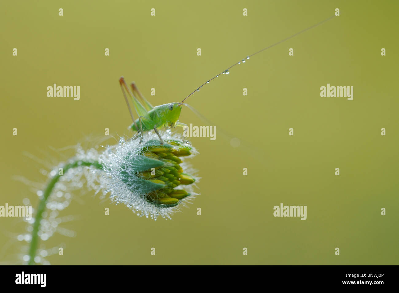 Grasshopper (Acrididae), Fennessey Ranch, Refugio, Corpus Christi, Coastal Bend, costa del Texas, Stati Uniti d'America Foto Stock