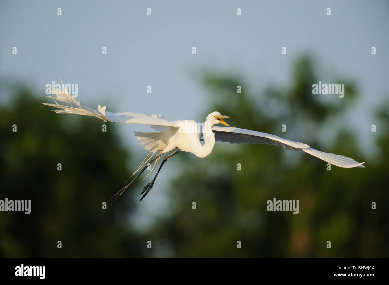 Airone bianco maggiore ( Ardea alba),adulto in volo, Fennessey Ranch, Refugio, Coastal Bend,Costa del Texas, Stati Uniti d'America Foto Stock
