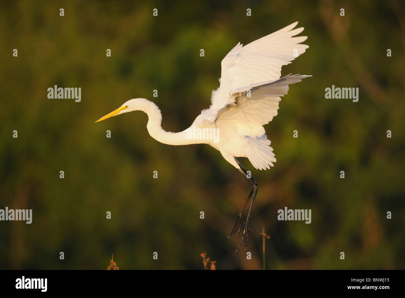 Airone bianco maggiore ( Ardea alba),adulto in volo, Fennessey Ranch, Refugio, Coastal Bend,Costa del Texas, Stati Uniti d'America Foto Stock