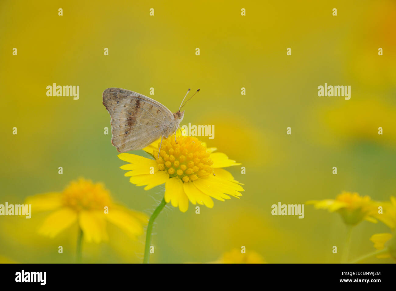 Buckeye comune (Junonia coenia), Adulto arroccato su Huisache Daisy, Corpus Christi, Coastal Bend, costa del Texas, Stati Uniti d'America Foto Stock