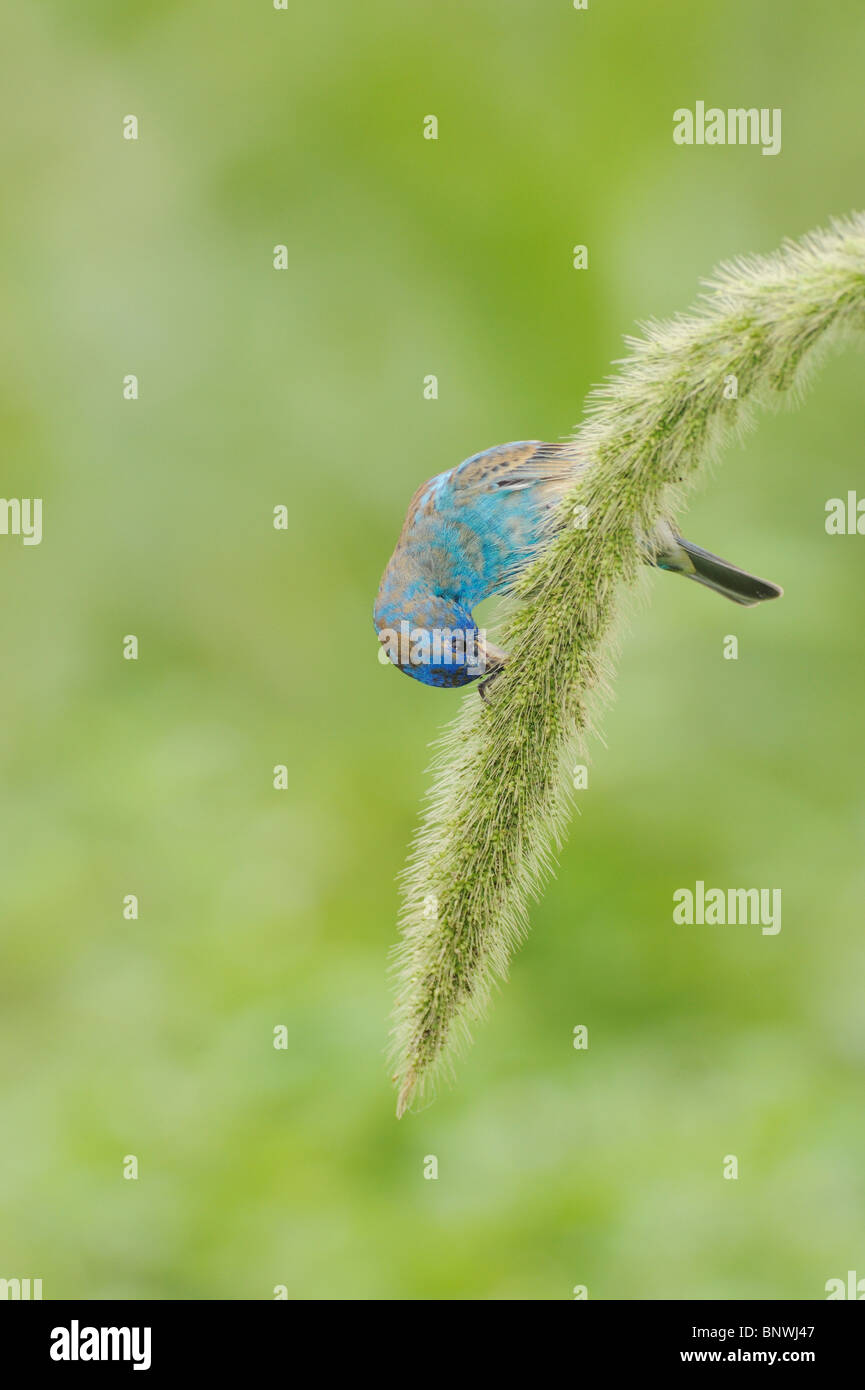 Indigo Bunting (Passerina cyanea) maschio alimentazione su Manchurian riso selvatico, Port Aransas, Mustang Island, Coastal Bend, Texas Coast Foto Stock