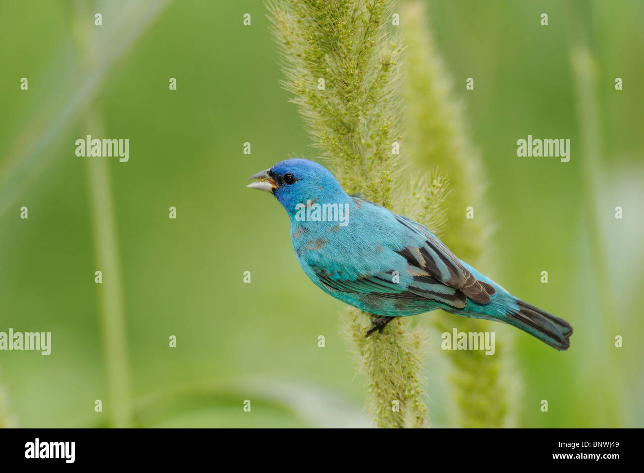 Indigo Bunting (Passerina cyanea) maschio alimentazione su Manchurian riso selvatico, Port Aransas, Mustang Island, Coastal Bend, Texas Coast Foto Stock