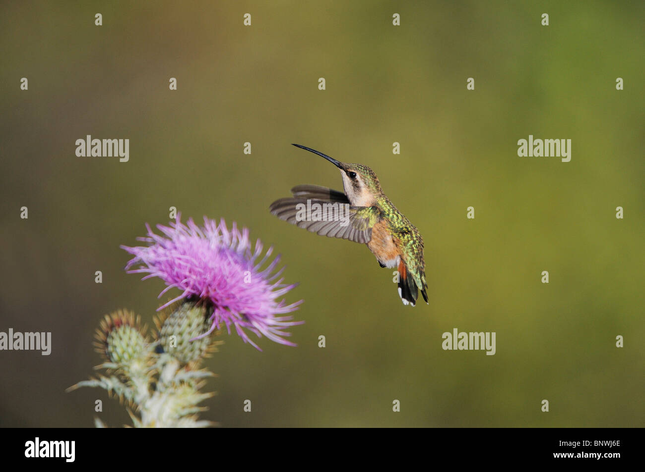 Lucifero Hummingbird (Calothorax Lucifero), alimentazione femmina sul Texas thistle, Monti Chisos, parco nazionale di Big Bend, Texas Foto Stock