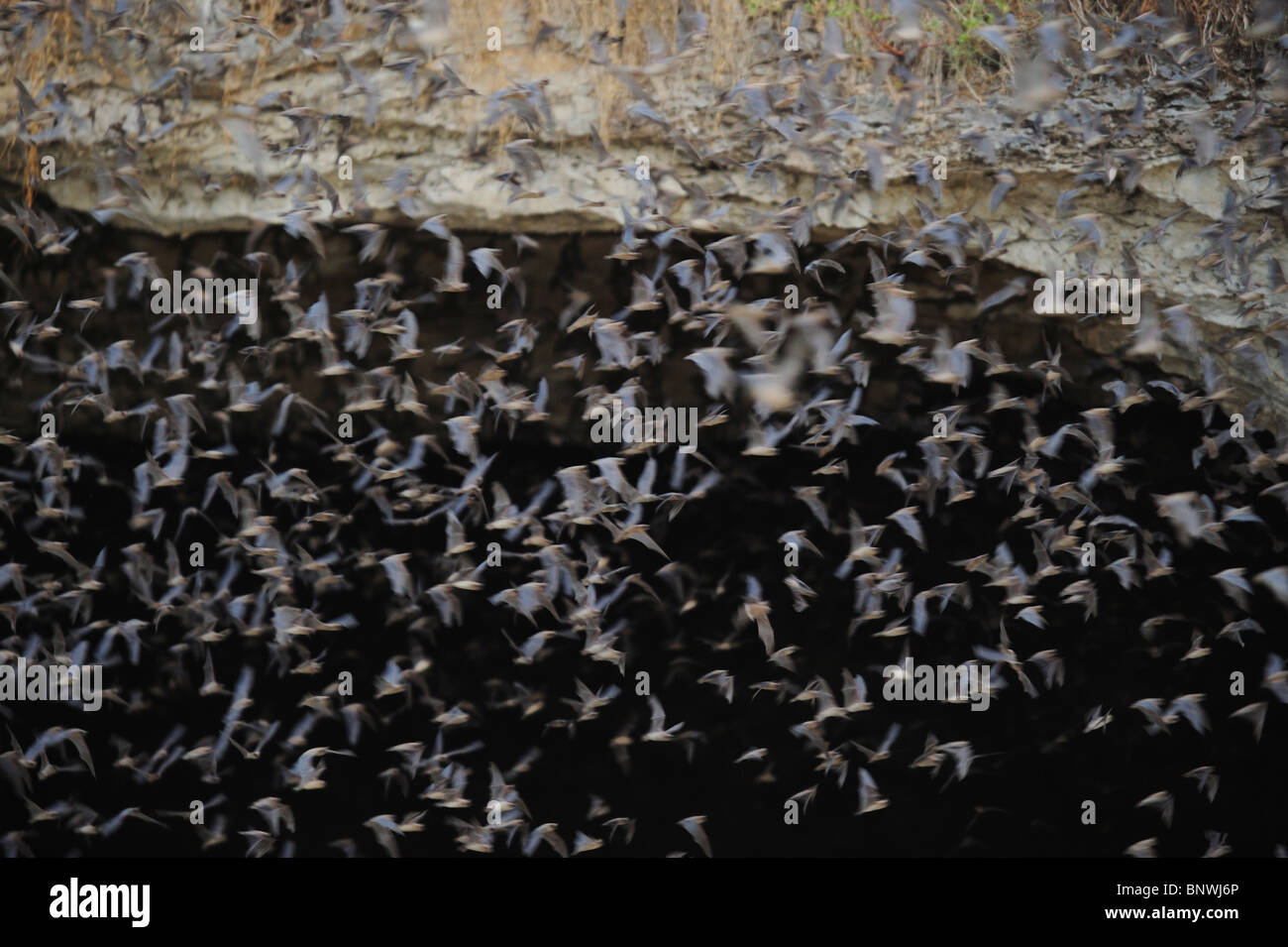 Libera messicano-tailed Bat (Tadarida brasiliensis), pipistrelli lasciando grotta, Bracken Cave, San Antonio Hill Country, Texas centrale, STATI UNITI D'AMERICA Foto Stock