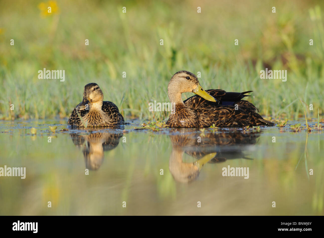 Chiazzato anatra (Anas fulvigula), coppia, Fennessey Ranch, Refugio, Corpus Christi, Coastal Bend, costa del Texas, Stati Uniti d'America Foto Stock