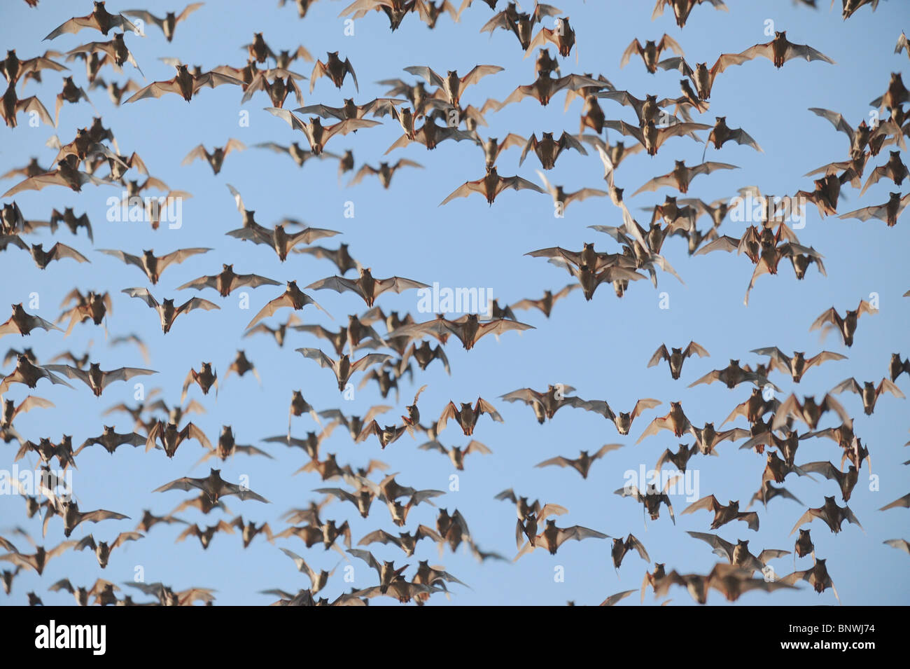 Libera messicano-tailed Bat (Tadarida brasiliensis), sciame in volo, Bracken Cave, San Antonio Hill Country, Texas centrale, STATI UNITI D'AMERICA Foto Stock