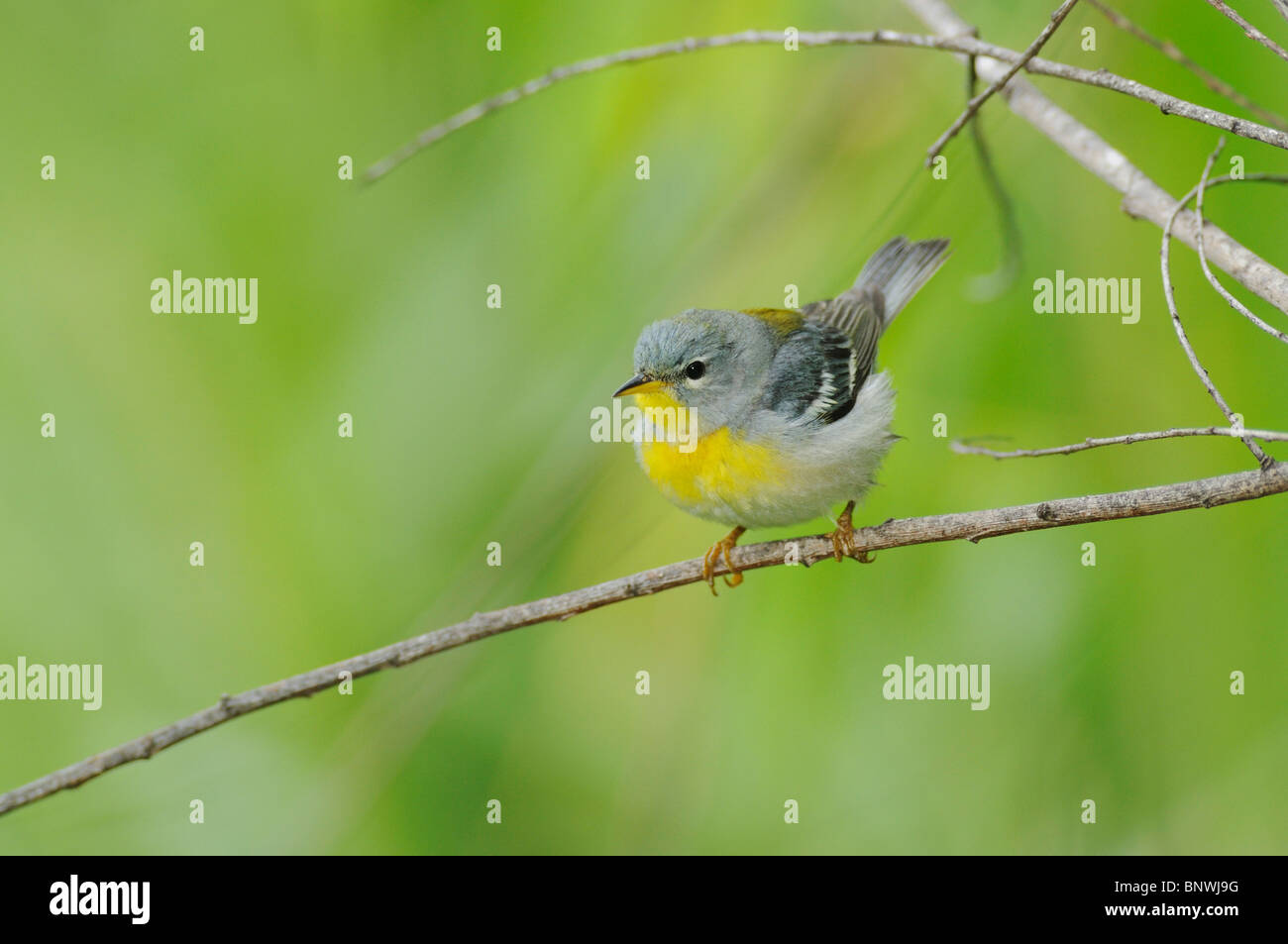 Parula settentrionale (Parula americana),maschio, Port Aransas, Mustang Island, Coastal Bend, costa del Texas, Stati Uniti d'America Foto Stock