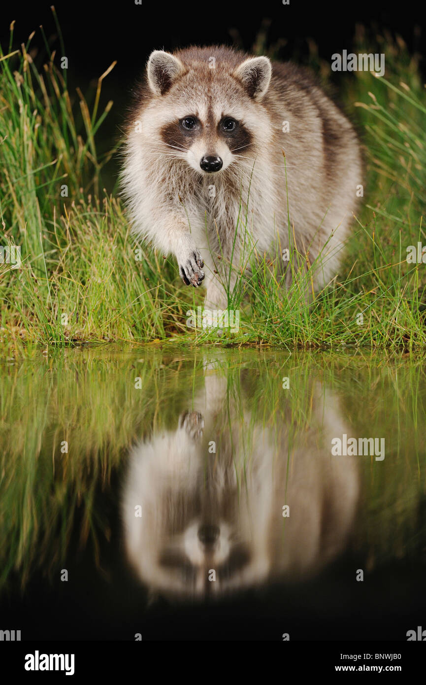 Procione settentrionale (Procione lotor), adulto a notte al lago di acquitrini, Fennessey Ranch, Refugio, Coastal Bend, costa del Texas, Stati Uniti d'America Foto Stock