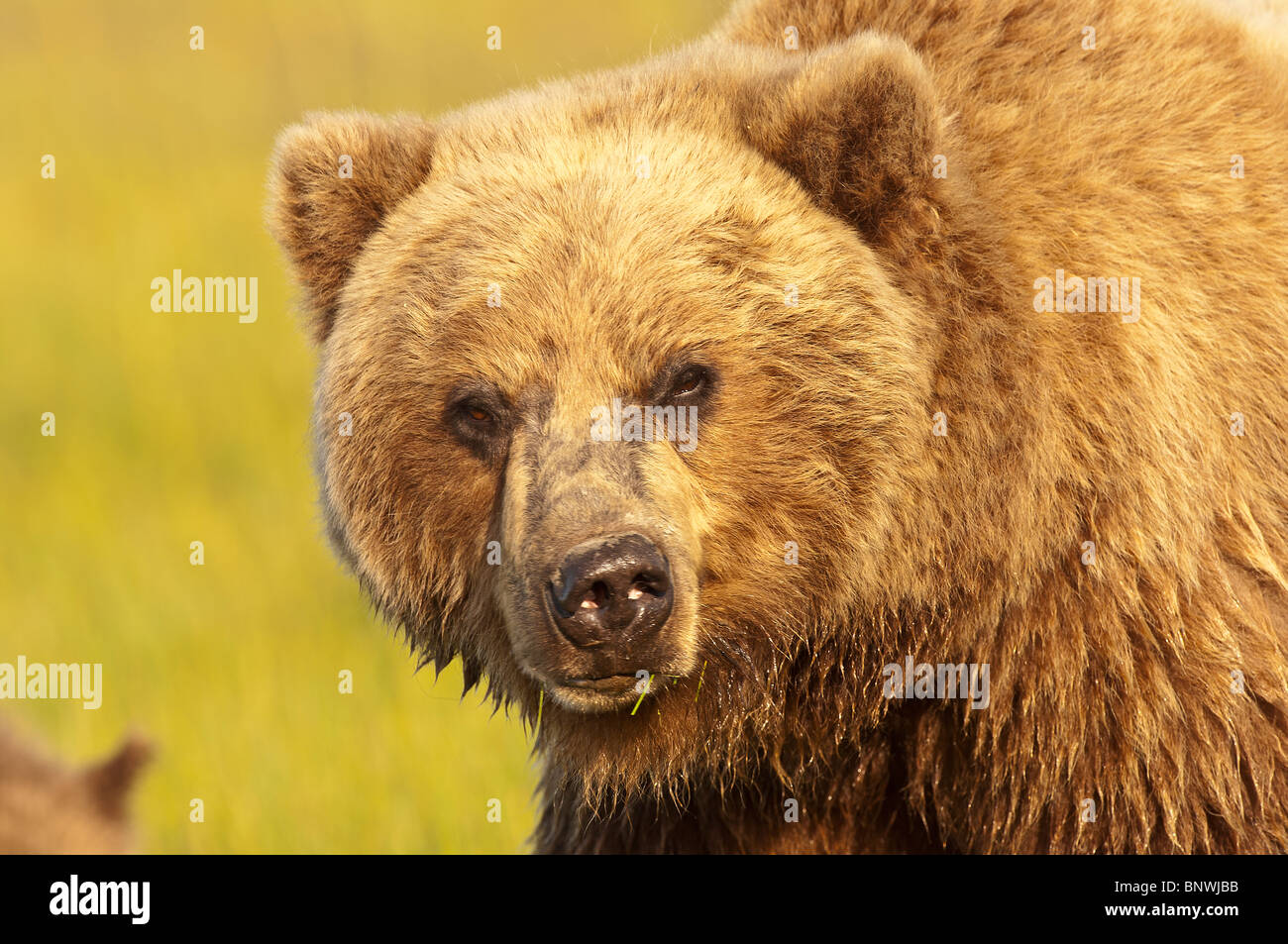 Stock photo closeup immagine di un alaskan coastal orso bruno in un prato nella luce dorata del tramonto Foto Stock
