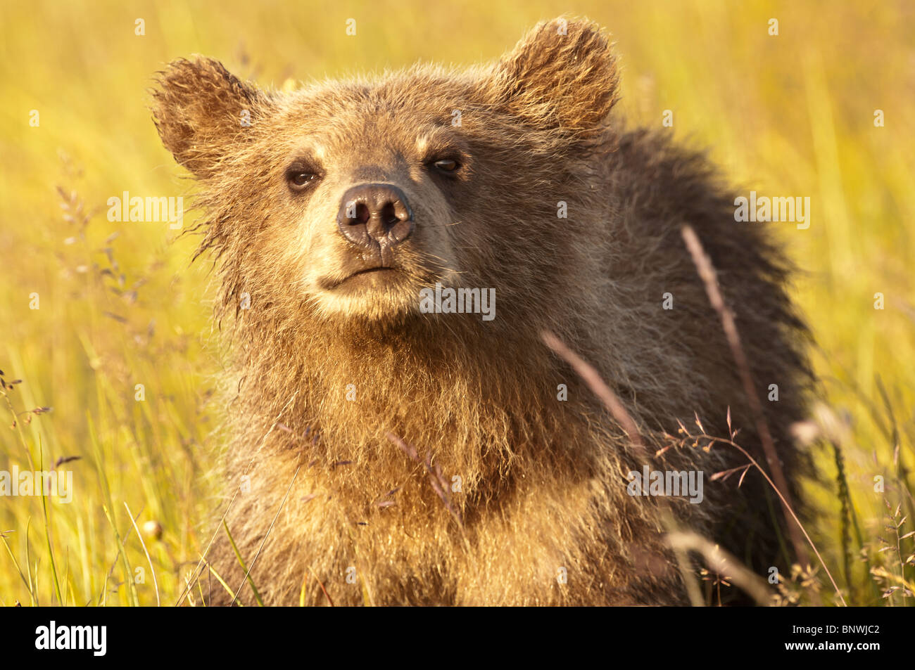 Foto di stock di un Alaskan marrone costiere Bear Cub in un prato nella luce dorata del tramonto, il Parco Nazionale del Lago Clark, Alaska. Foto Stock