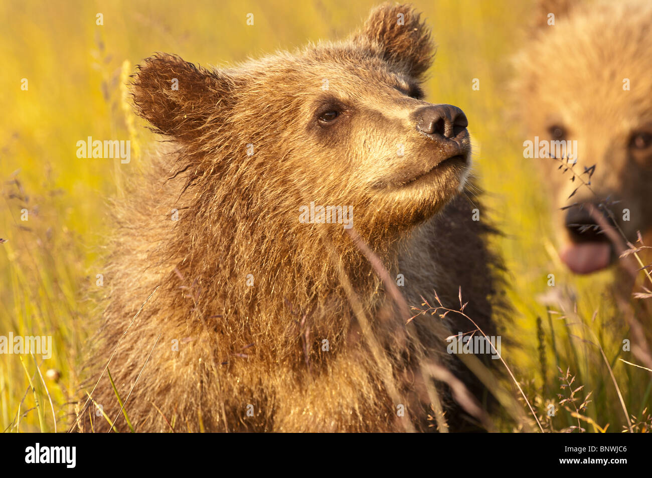 Foto di stock di un Alaskan marrone costiere Bear Cub in un prato nella luce dorata del tramonto, il Parco Nazionale del Lago Clark, Alaska. Foto Stock