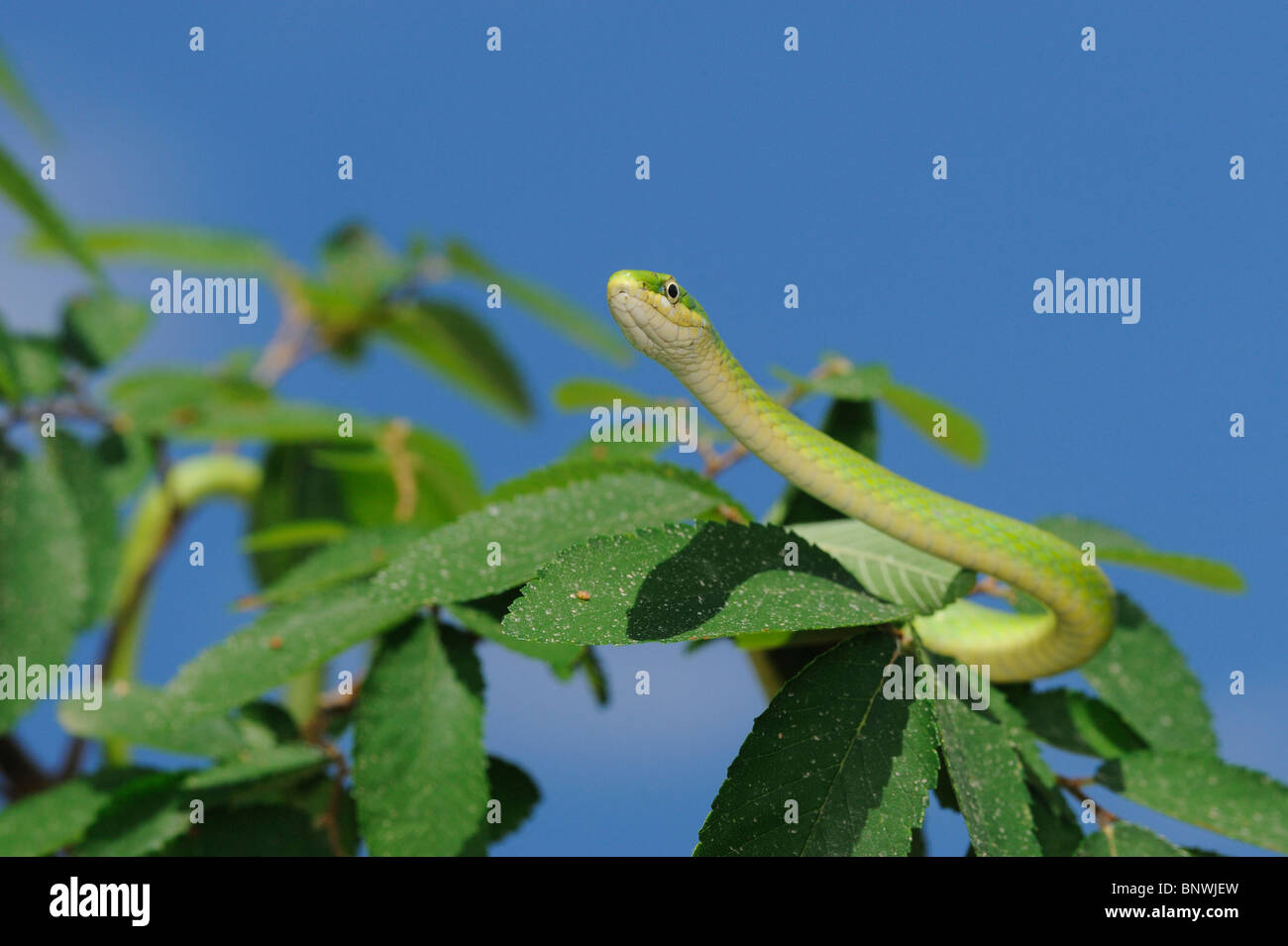 Ruvido Green Snake (Opheodrys aestivus), arrampicata per adulti nella struttura ad albero, Refugio, Coastel Bend, Texas, Stati Uniti d'America Foto Stock
