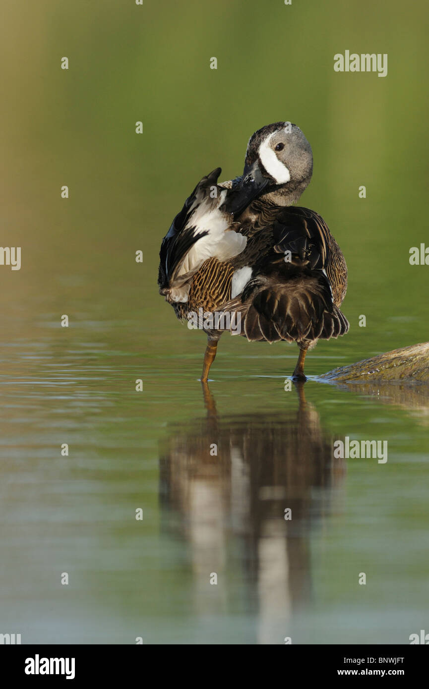 Blu-winged Teal (Anas discors), maschio preening, Fennessey Ranch, Refugio, Corpus Christi, Coastal Bend, costa del Texas, Stati Uniti d'America Foto Stock