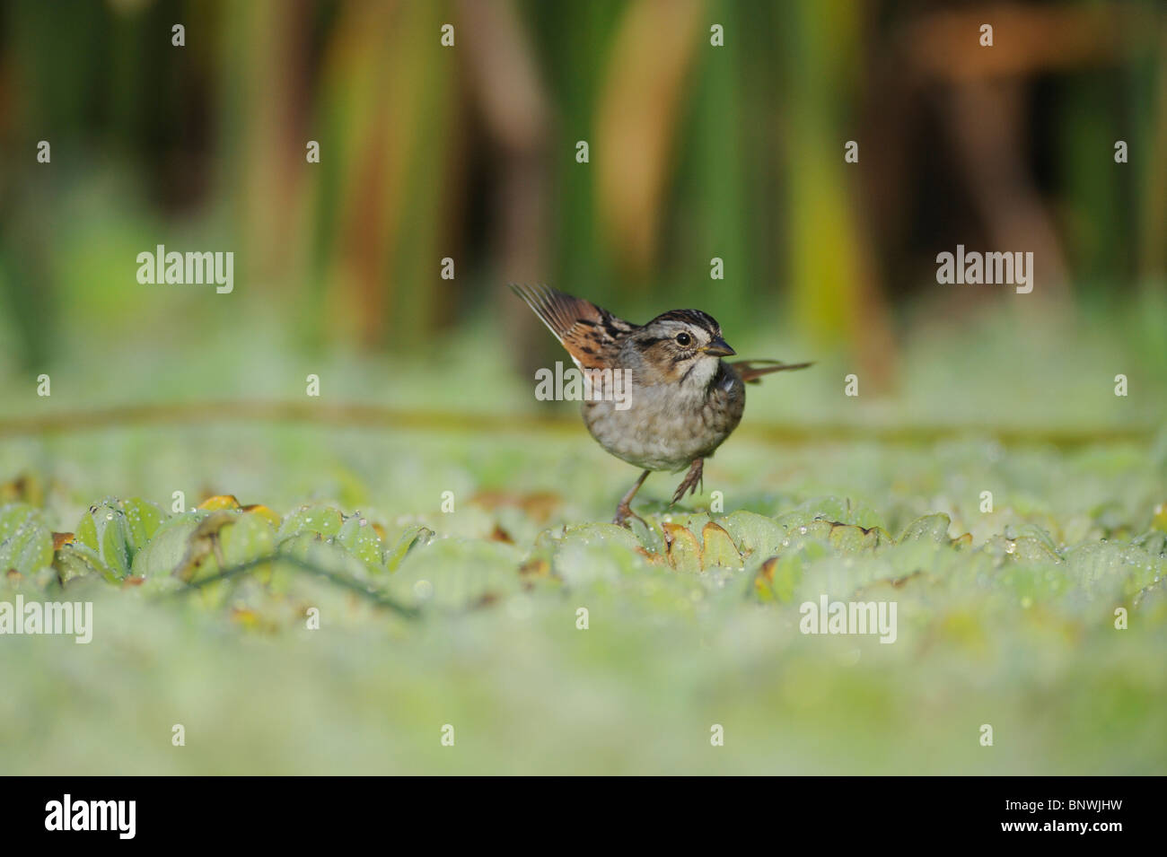 Swamp Sparrow (Melospiza georgiana), Adulto, Fennessey Ranch, Refugio, Corpus Christi, Coastal Bend, costa del Texas, Stati Uniti d'America Foto Stock