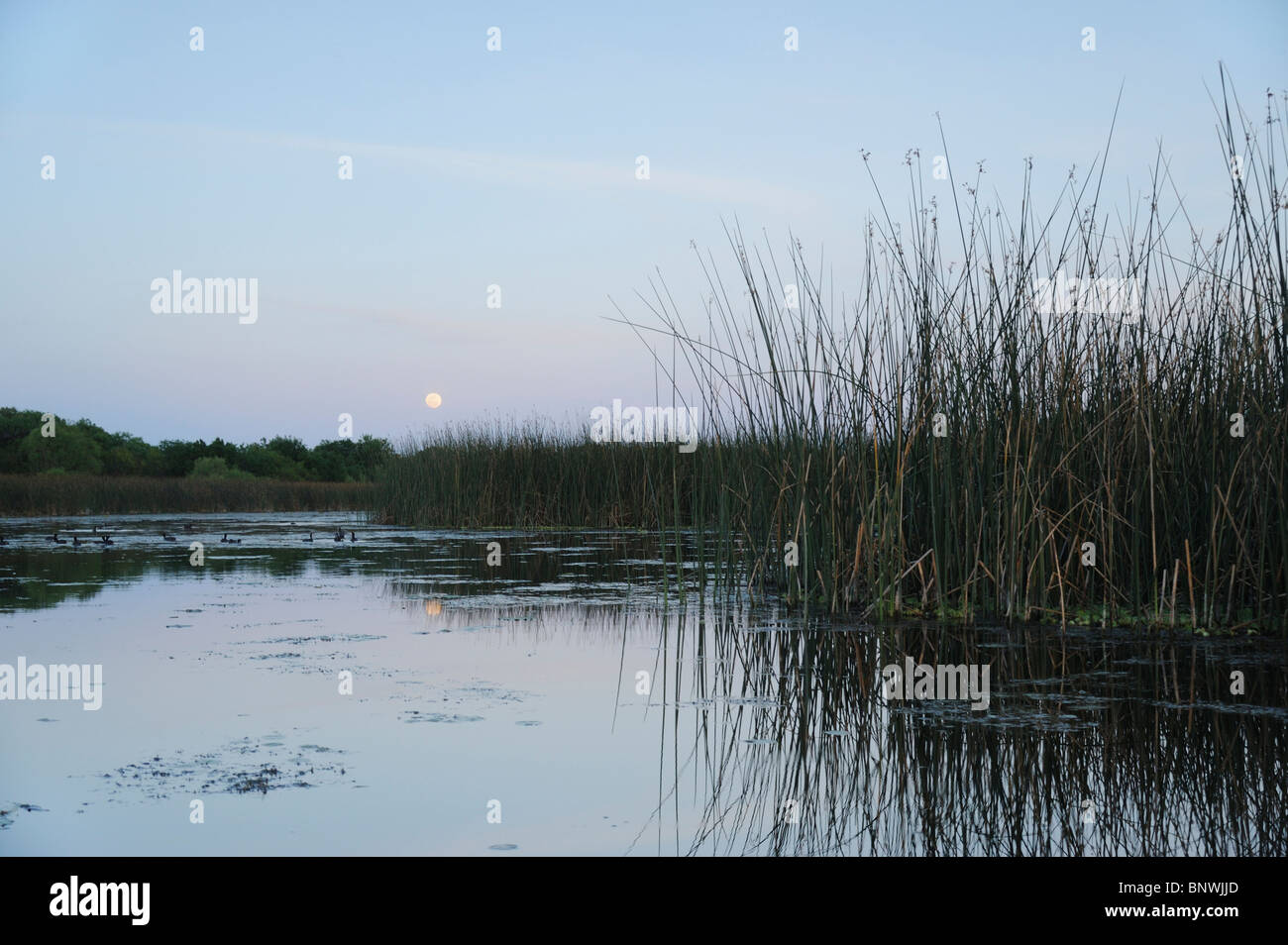 Il lago al sorgere della luna, Fennessey Ranch, Refugio, Corpus Christi, Coastal Bend, costa del Texas, Stati Uniti d'America Foto Stock