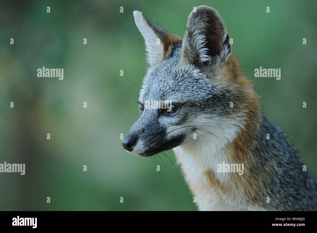 Gray Fox (Urocyon cinereoargenteus), Adulto, New Braunfels, San Antonio Hill Country, Texas centrale, STATI UNITI D'AMERICA Foto Stock