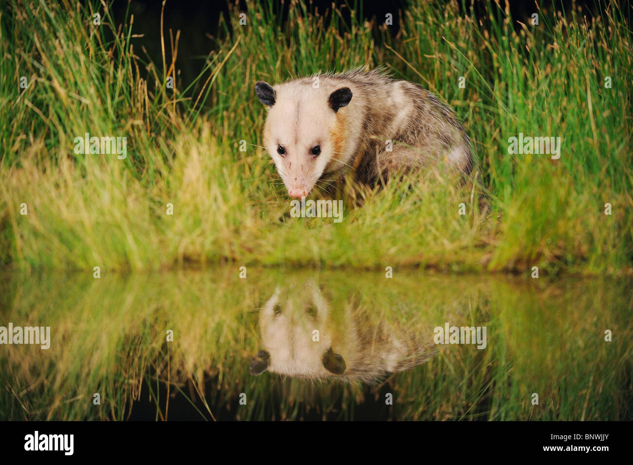 Virginia Opossum (Didelphis virginiana), Adulto beve dal lago di acquitrini, Fennessey Ranch, Refugio, Coastal Bend, Texas Foto Stock