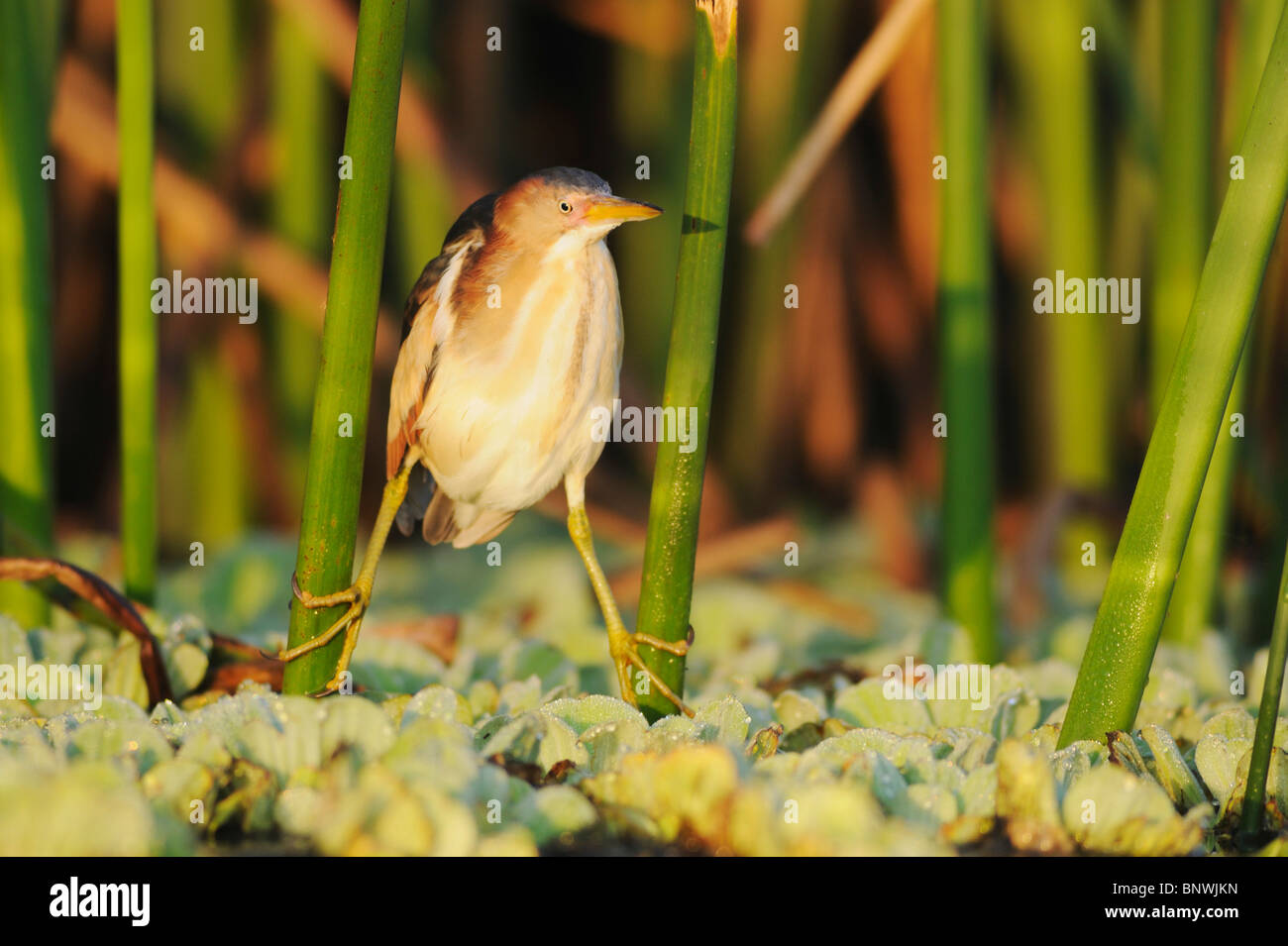 Almeno il tarabuso (Ixobrychus exilis), adulto in canneti, Fennessey Ranch, Refugio, Coastal Bend, costa del Texas, Stati Uniti d'America Foto Stock