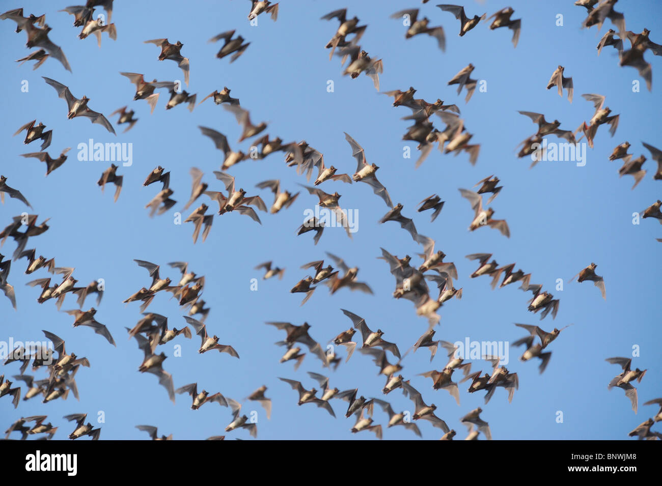 Libera messicano-tailed Bat (Tadarida brasiliensis), sciame in volo, Bracken Cave, San Antonio Hill Country, Texas centrale, STATI UNITI D'AMERICA Foto Stock