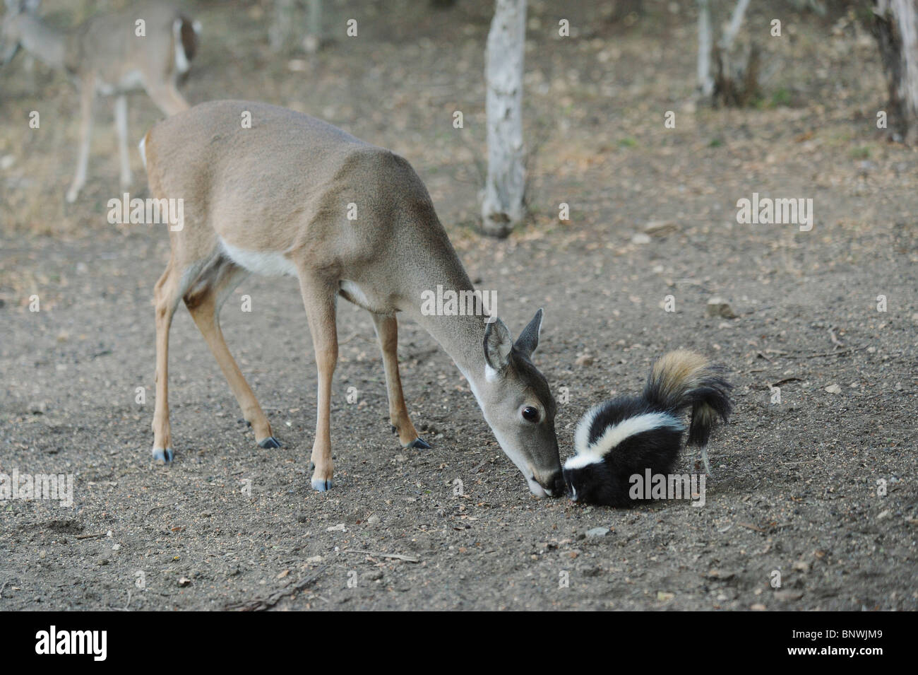 White-Tailed Deer (Odocoileus virginianus) Skunk striato (Mephitis mephitis), l'alimentazione,Hill Country, Texas centrale, STATI UNITI D'AMERICA Foto Stock