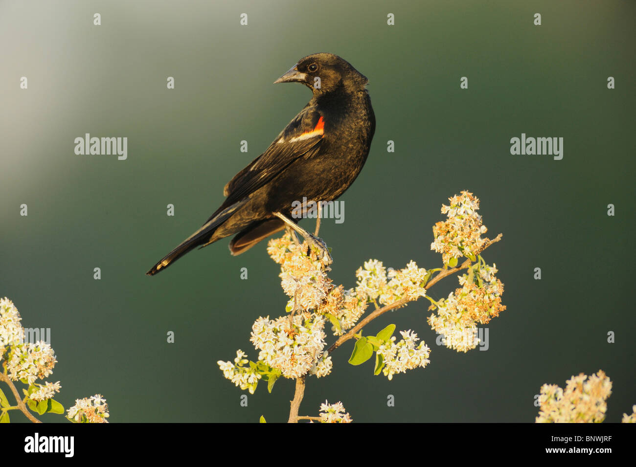 Rosso-winged Blackbird (Agelaius phoeniceus), maschio arroccato, Sinton, Corpus Christi, Coastal Bend, costa del Texas, Stati Uniti d'America Foto Stock