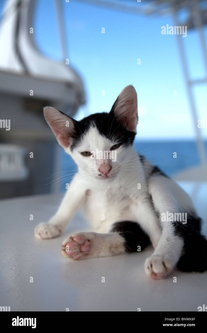 Un bimbo piccolo gatto su una barca Foto Stock