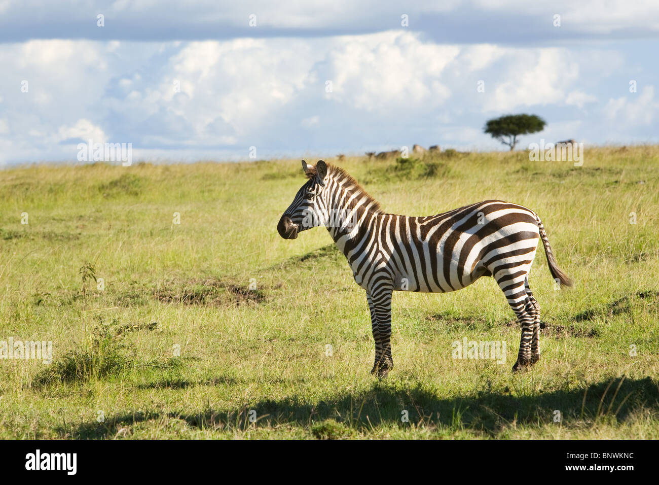 Zebra sull'Masai Mara Kenya Foto Stock