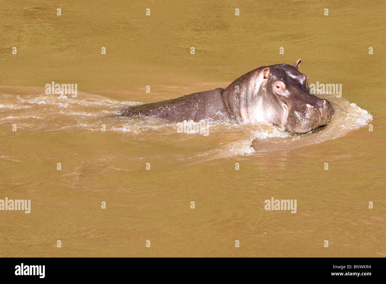 Ippopotamo nel fiume Masai Kenya Foto Stock