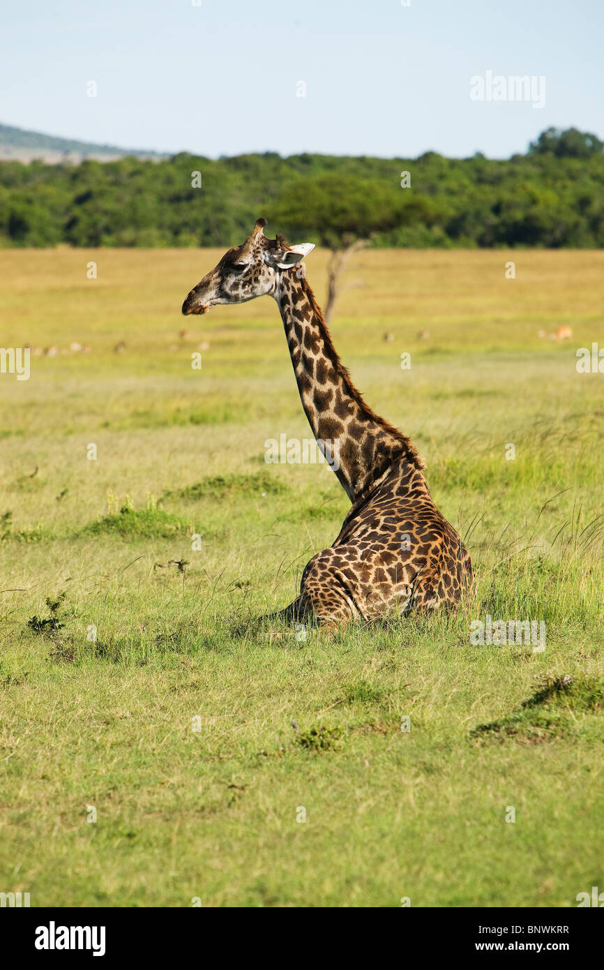 La giraffa seduta sul Masai Mara Kenya Foto Stock