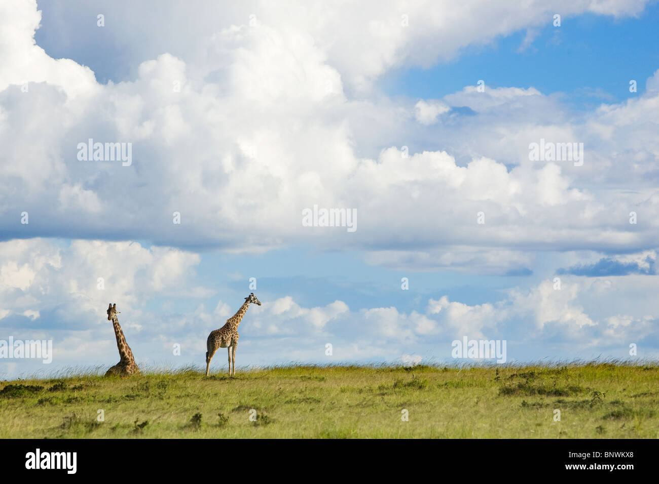 La giraffa all'orizzonte nel Masai Mara Kenya Foto Stock