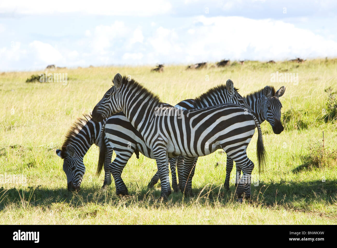 Zebra sull'Masai Mara Kenya Foto Stock