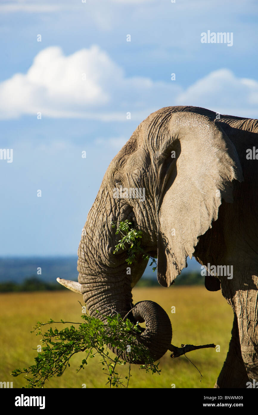 Elephant mangiare sul Masai Mara Kenya Foto Stock