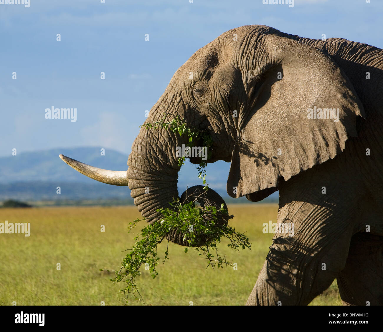 Elefante sul Masai Mara Kenya Foto Stock
