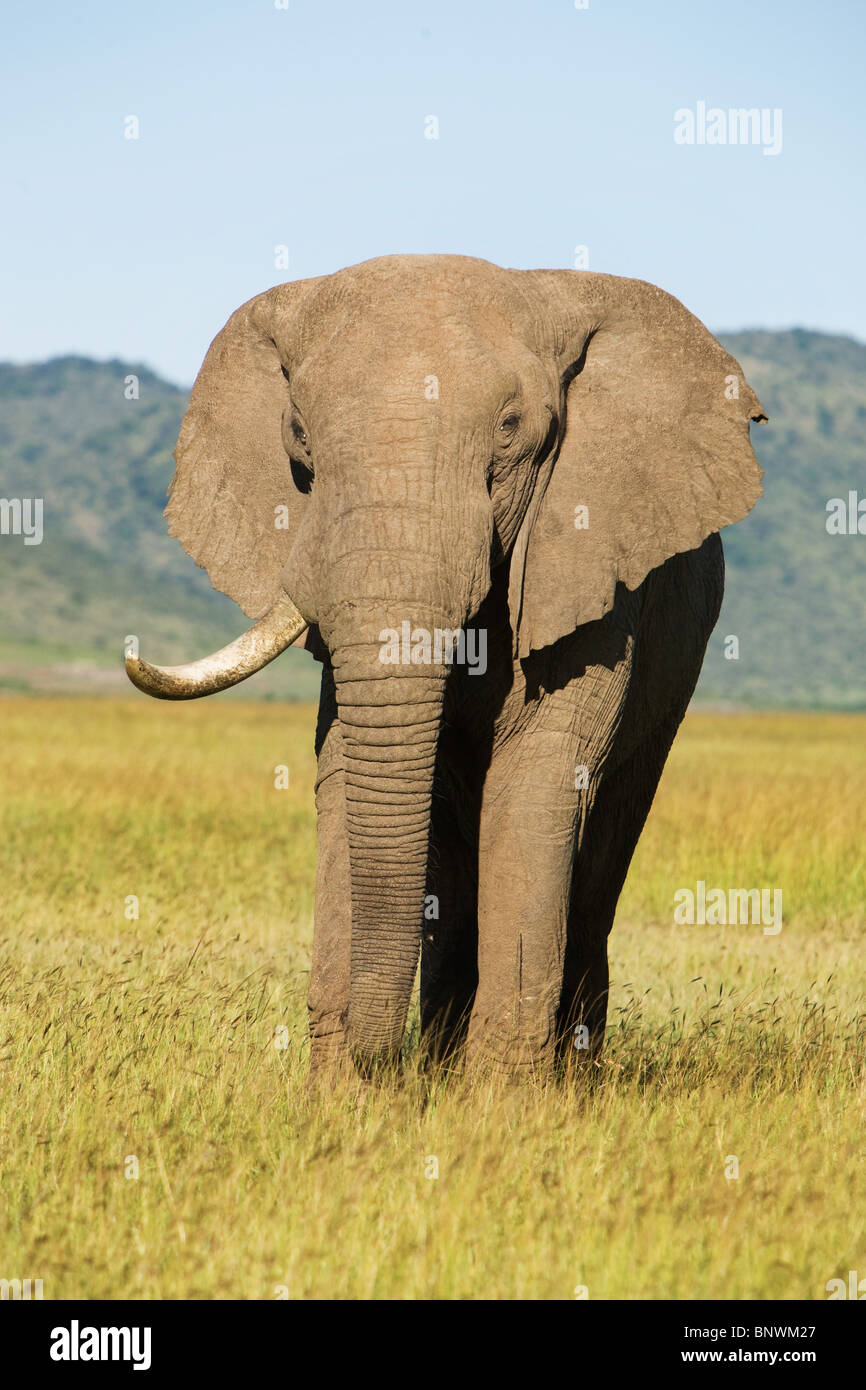 Elefante sul Masai Mara Kenya Foto Stock