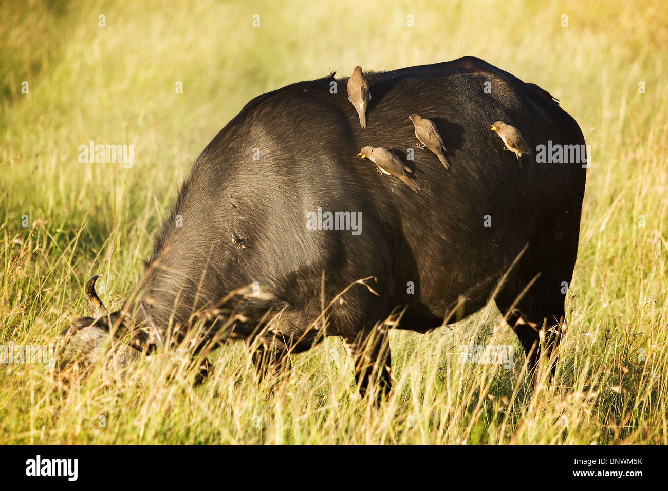 Buffalo con Ox peckers sul Masai Mara Kenya Foto Stock