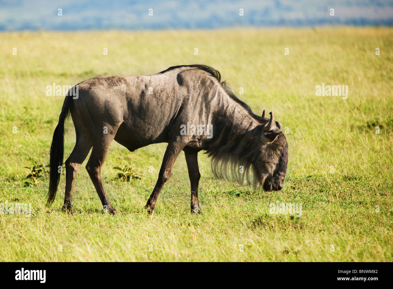 Gnu di pascolare su Masai Mara Kenya Foto Stock