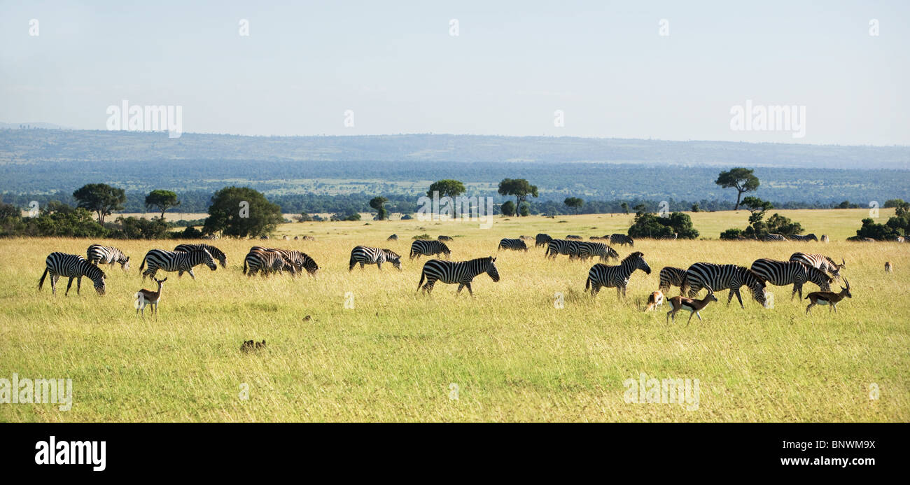 Zebre e GNU di pascolare su Masai Mara Kenya Foto Stock