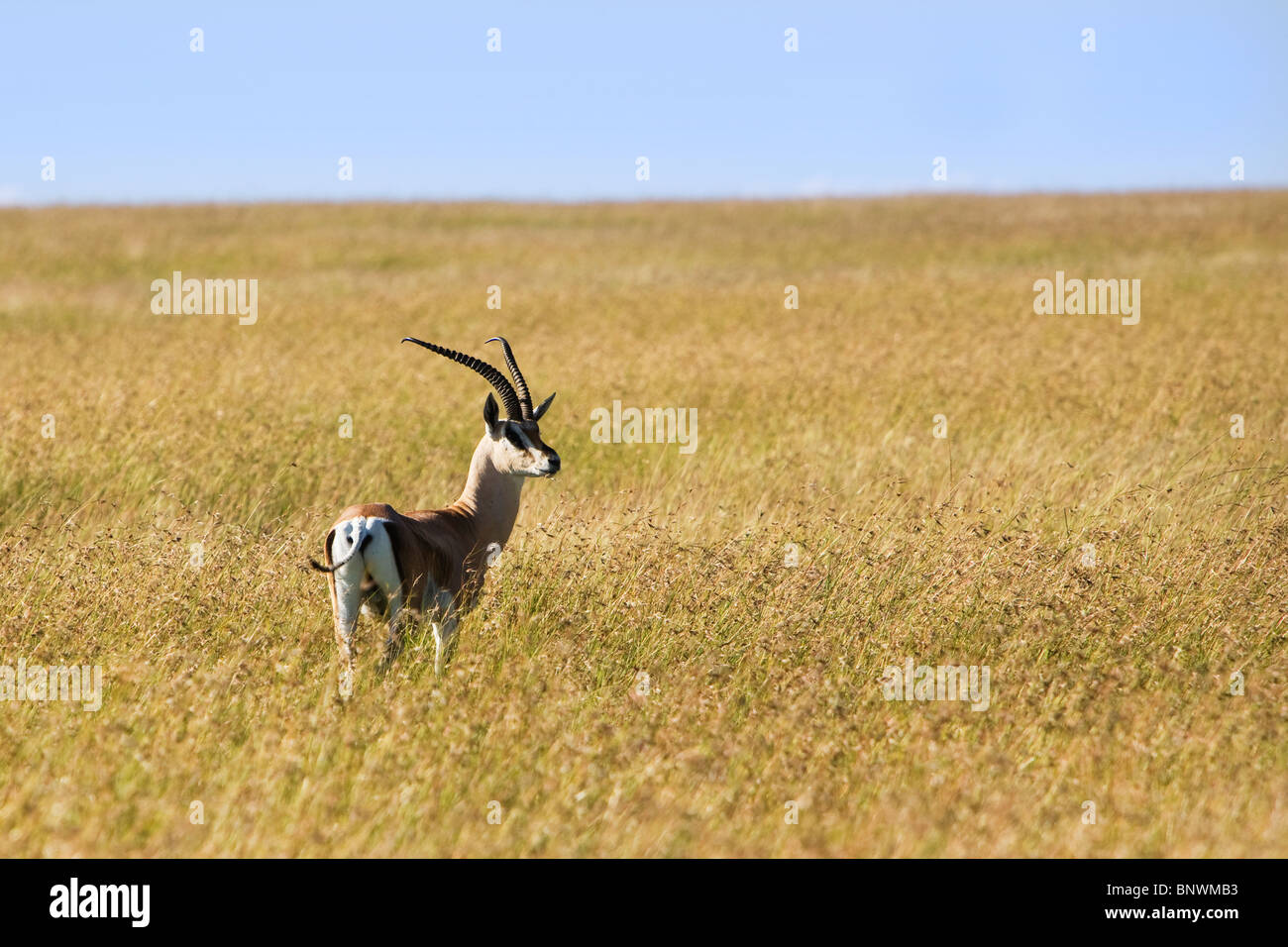Thomson gazzella sul Masai Mara Kenya Foto Stock